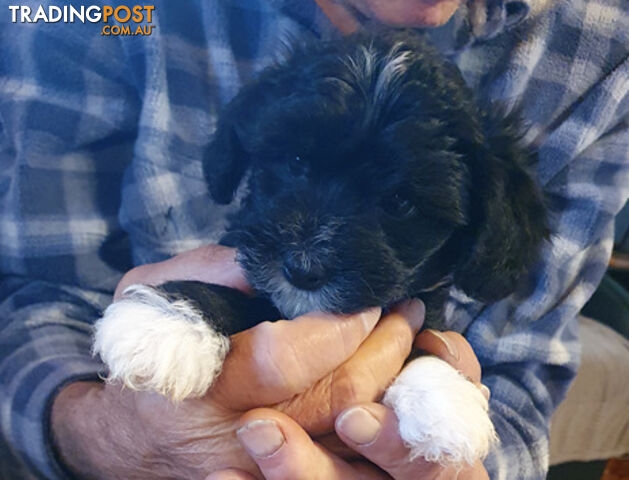 6 sweet gentle exotic Chinese crested powder puff puppies, 2 female, 4 male