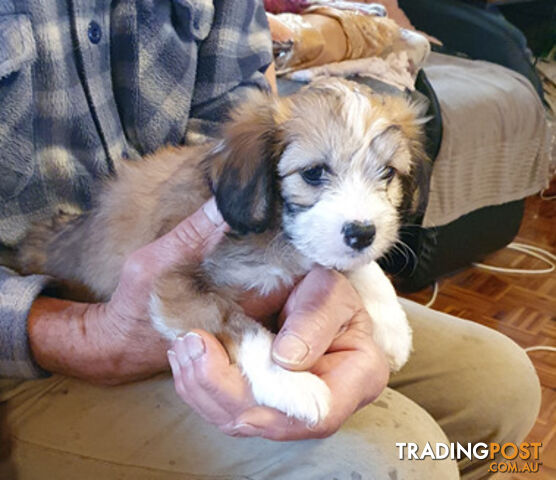 6 sweet gentle exotic Chinese crested powder puff puppies, 2 female, 4 male