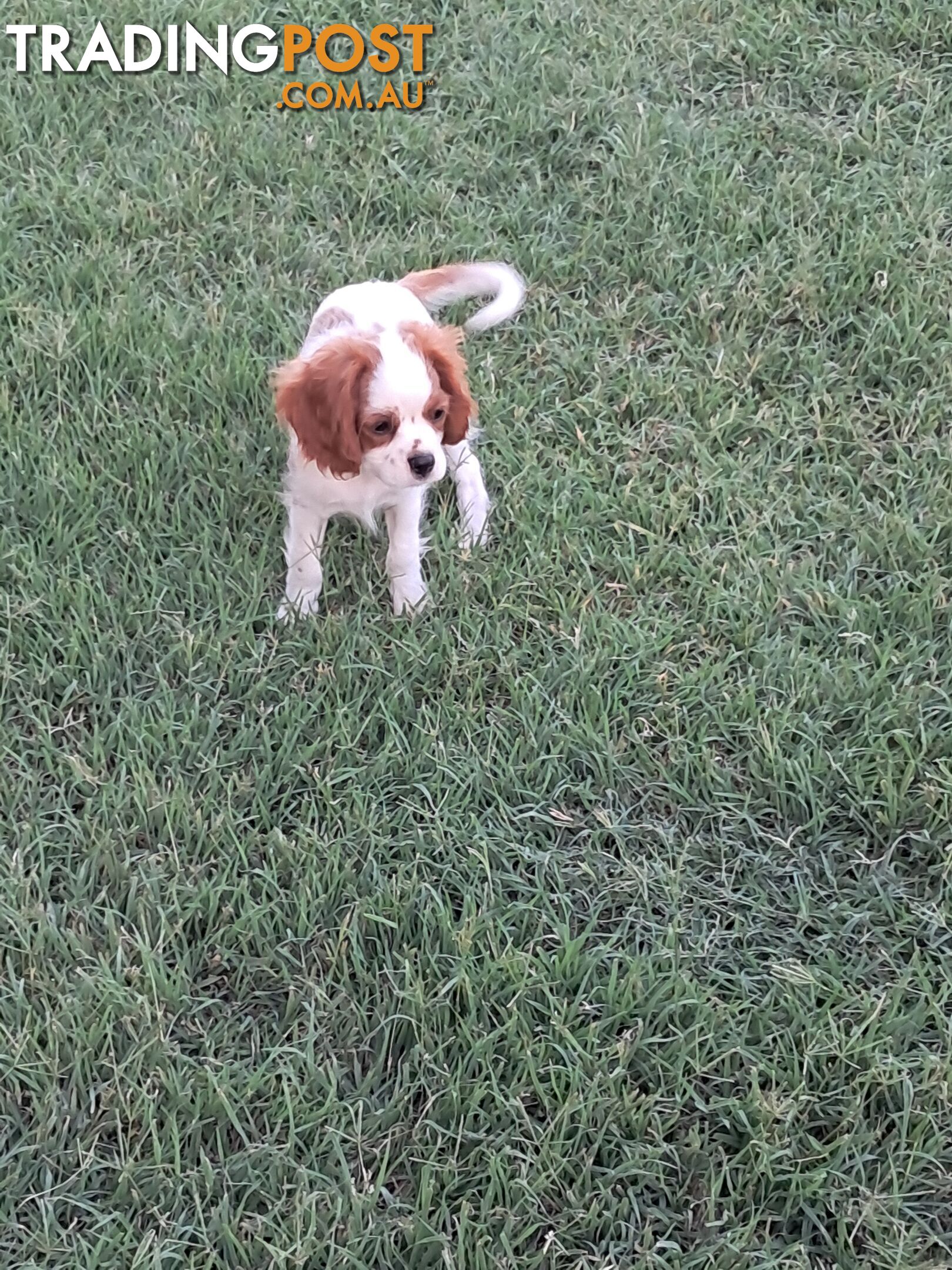 Cavalier King Charles Spaniel