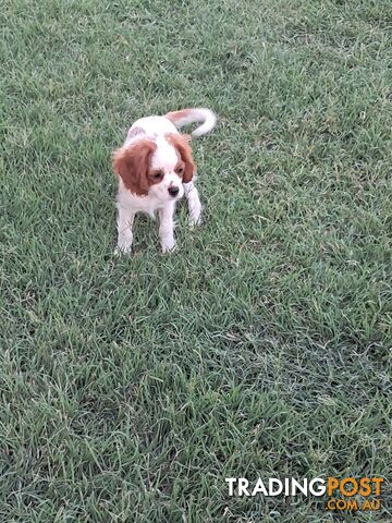 Cavalier King Charles Spaniel