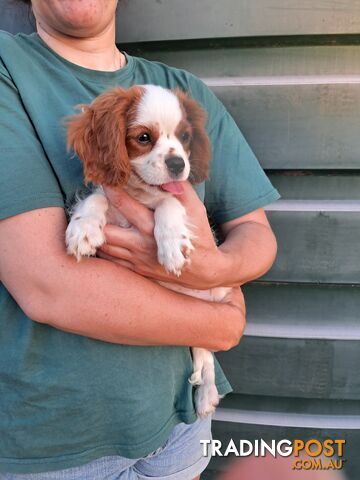 Cavalier King Charles Spaniel