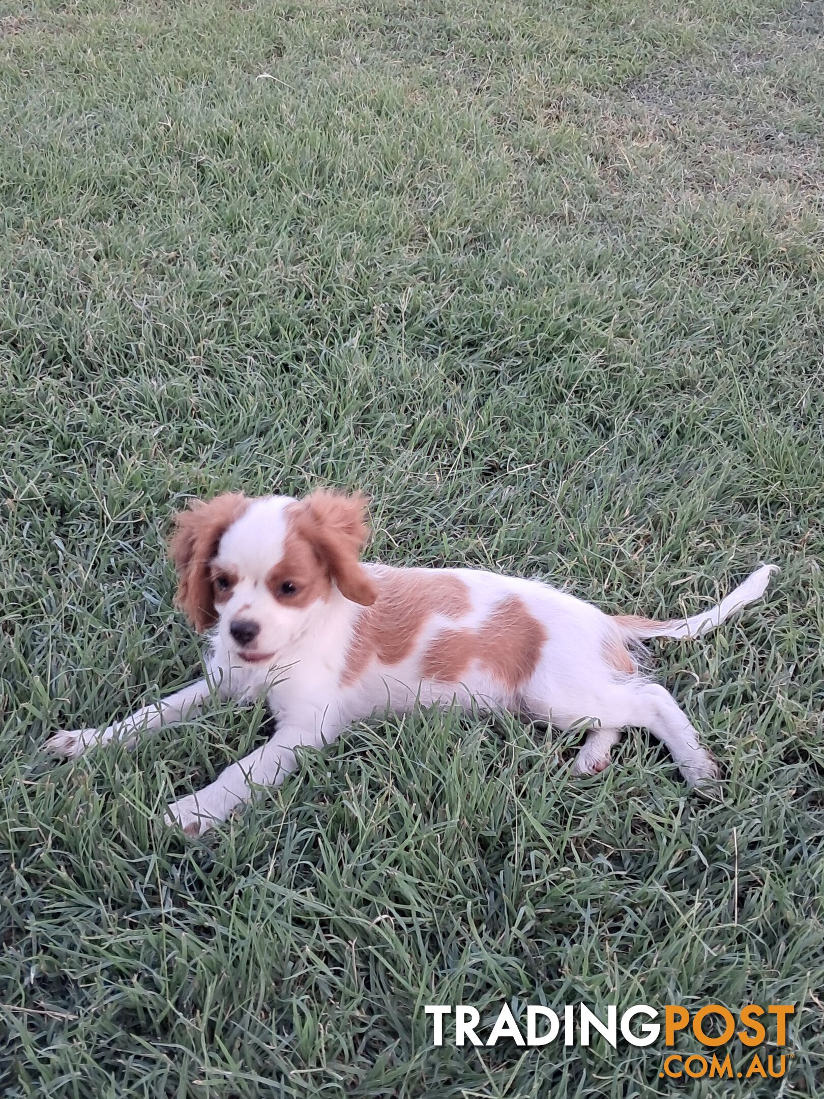 Cavalier King Charles Spaniel