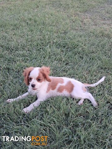 Cavalier King Charles Spaniel