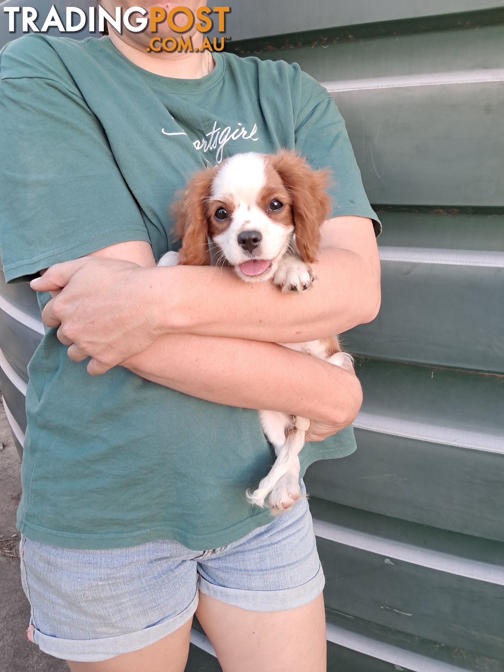 Cavalier King Charles Spaniel