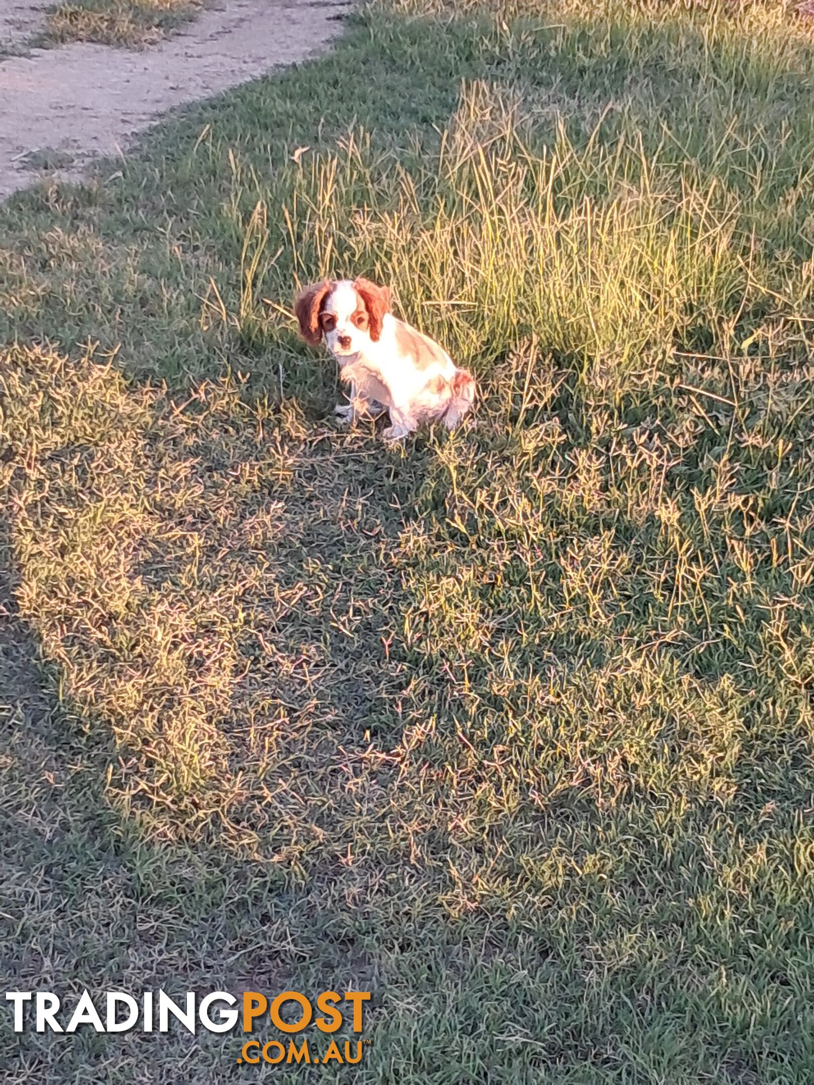 Cavalier King Charles Spaniel