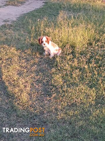 Cavalier King Charles Spaniel