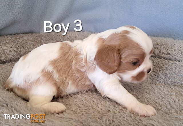 Cavalier King Charles Spaniels