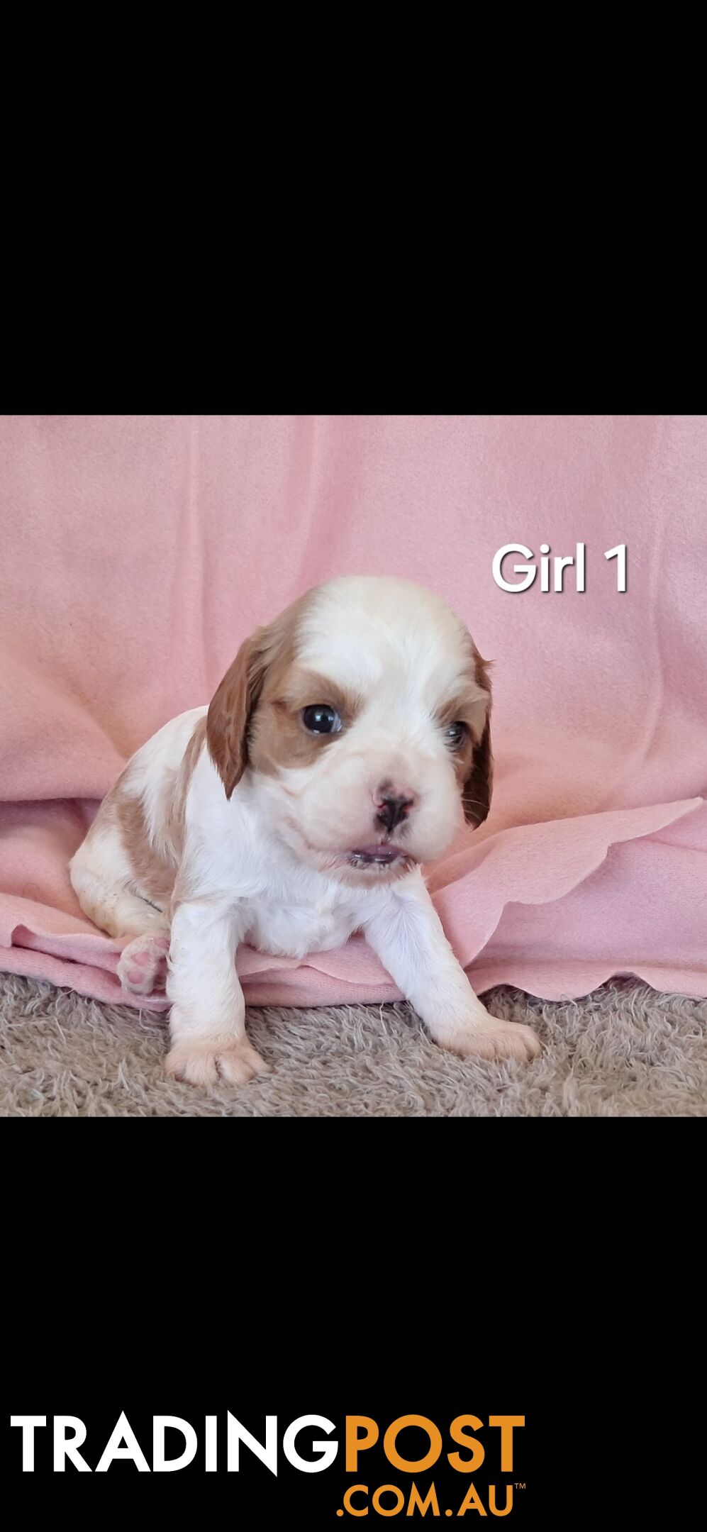 Cavalier King Charles Spaniels