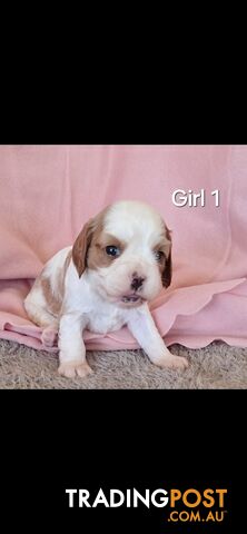 Cavalier King Charles Spaniels