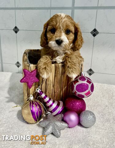 Toy Cavoodle puppies