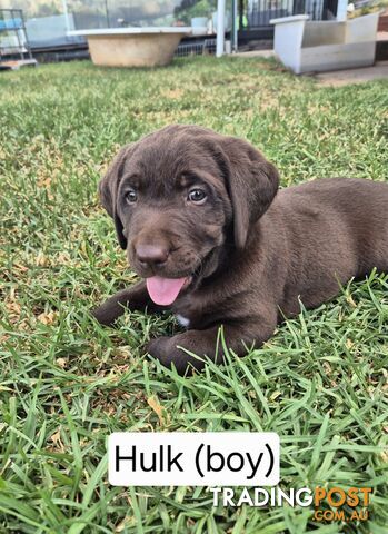 Chocolate Labrador Puppies