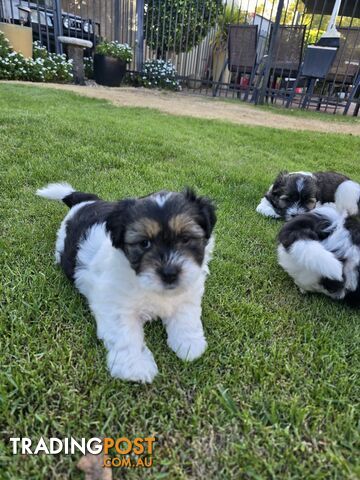 Malteze Shitzu Puppies 9 weeks old