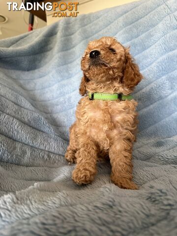 Cavoodle