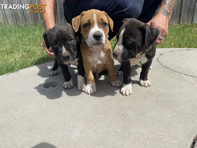 Purebred American Staffordshire  puppies