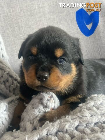 Rottweiler Puppies for sale, Central Coast