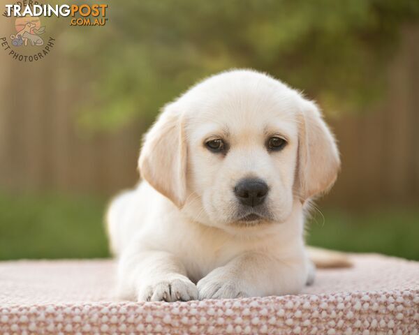 Goldador -  Golden retriever X Labrador puppy