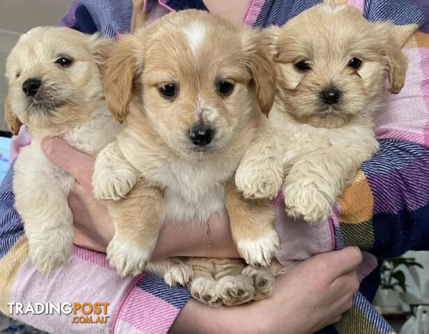 Maltipoo puppies