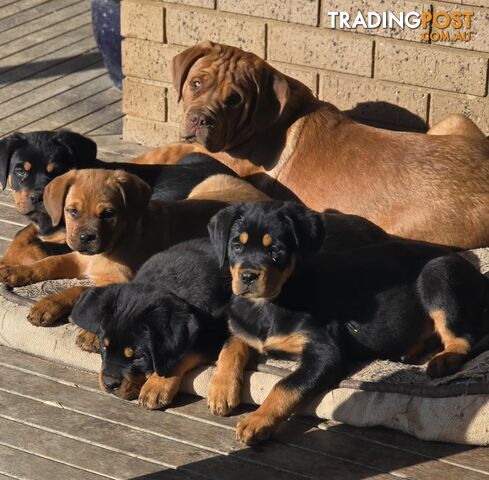 Dogue De Bordeaux X Rottweiler pups.