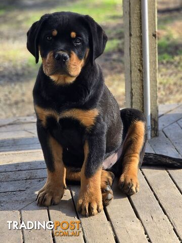 Rottweiler x Dogue De Bordeaux pups.