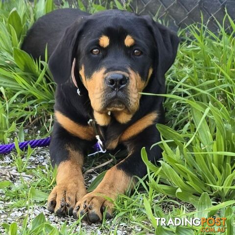 Rottweiler x Dogue De Bordeaux pups.