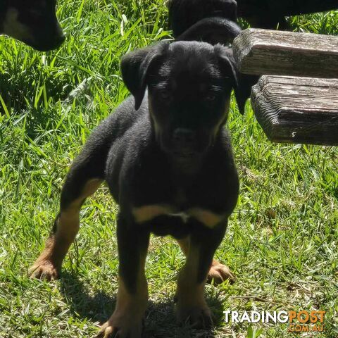 pocket rotties