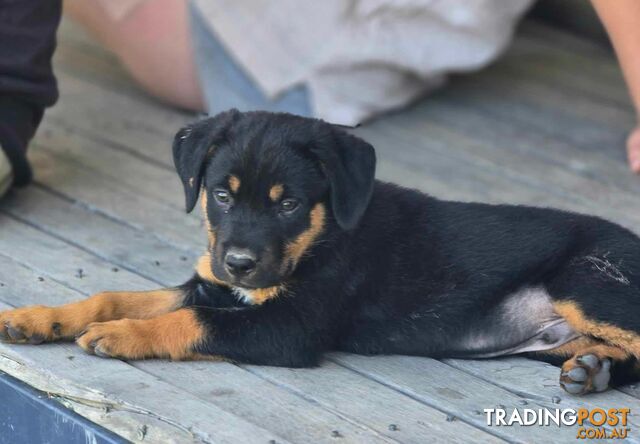 pocket rotties
