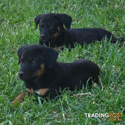 pocket rotties