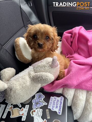 Cavoodle Puppy For Sale