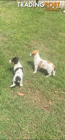 Jack Russell puppies