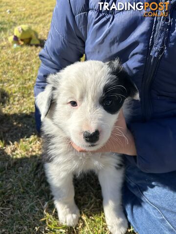 Pure bred Border Collie Puppies