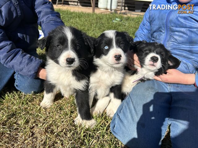 Pure bred Border Collie Puppies