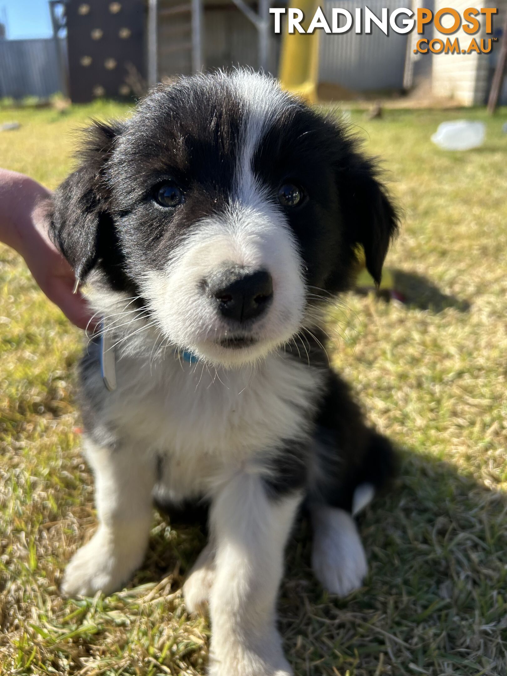 Pure bred Border Collie Puppies