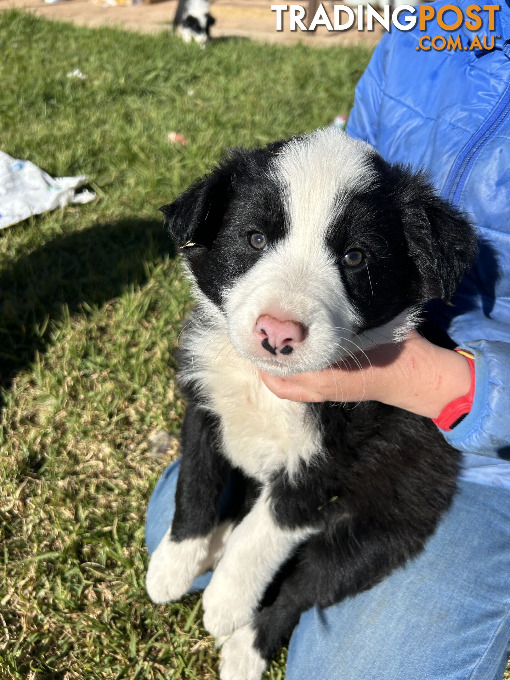 Pure bred Border Collie Puppies