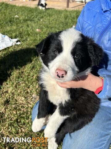 Pure bred Border Collie Puppies