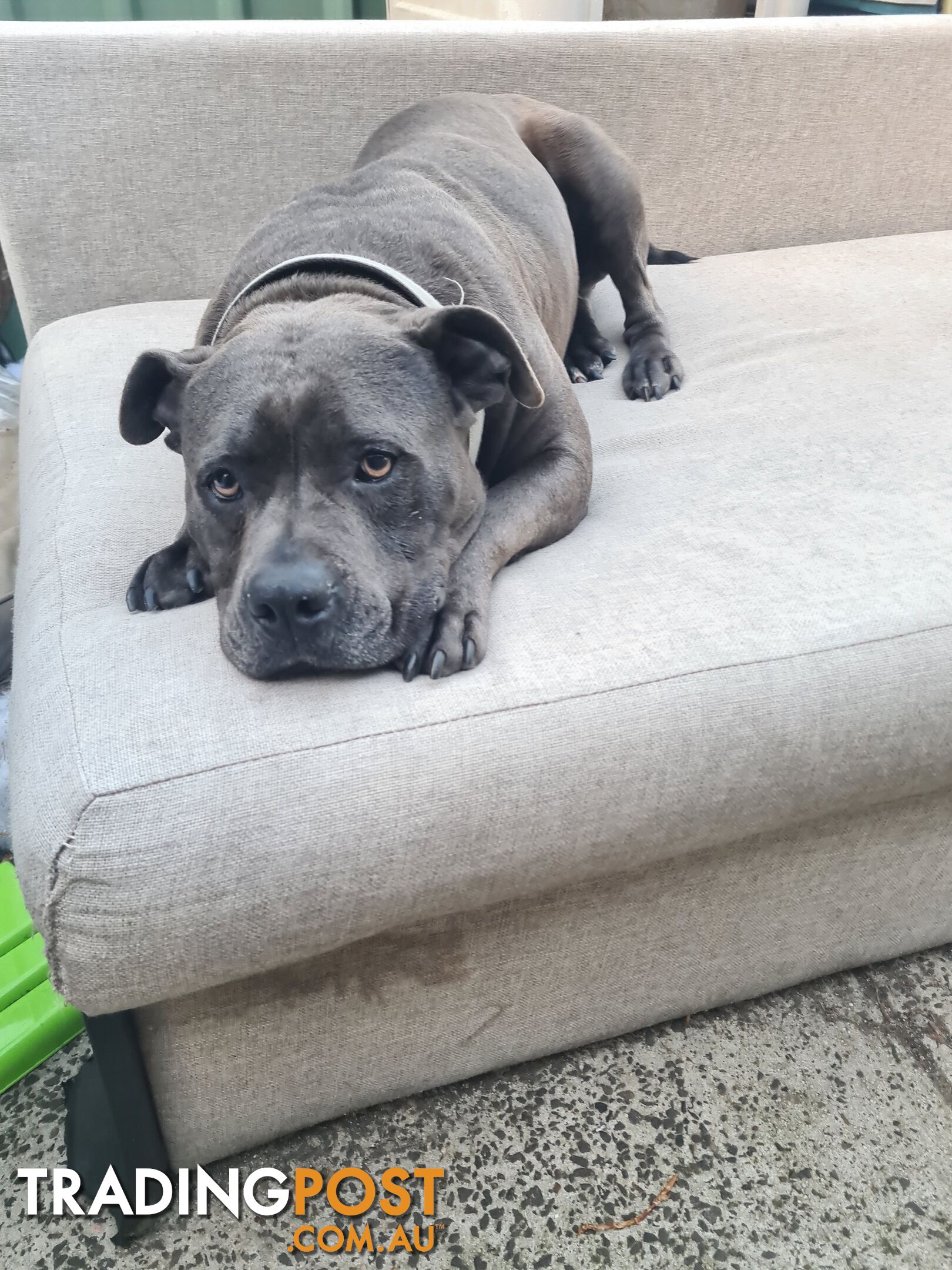 AMERICAN STAFFY FEMALE BLUE PEDIGRE