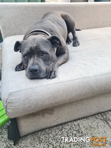 AMERICAN STAFFY FEMALE BLUE PEDIGRE