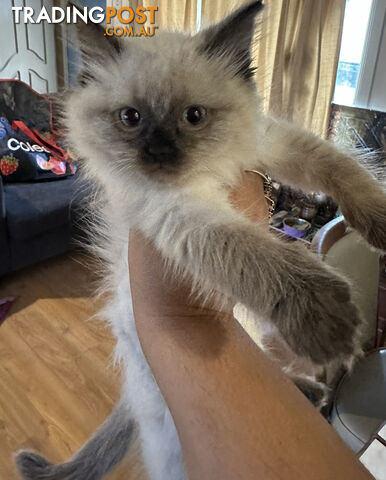 Beautiful Ragdoll kittens!