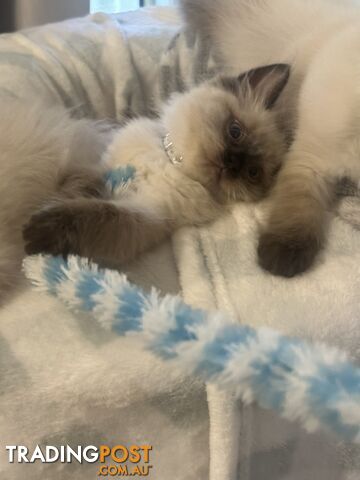 Beautiful Ragdoll kittens!