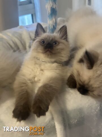 Beautiful Ragdoll kittens!