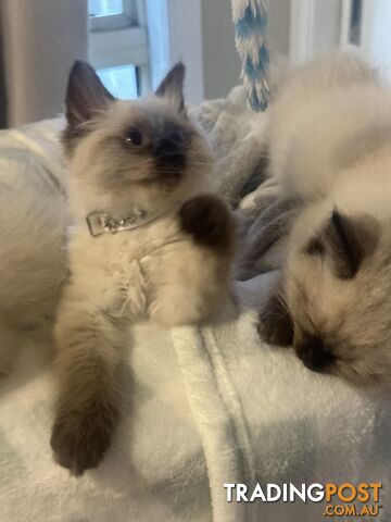 Beautiful Ragdoll kittens!