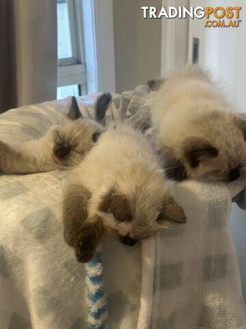 Beautiful Ragdoll kittens!