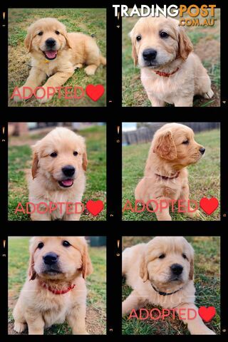 Pure Bred Golden Retriever Puppies - READY FOR ADOPTION!