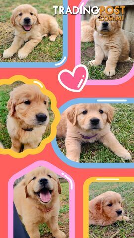 Pure Bred Golden Retriever Puppies (50 Shades of GOLDEN!)