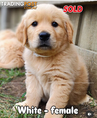 Pure Bred Golden Retriever Puppies (50 Shades of GOLDEN!)