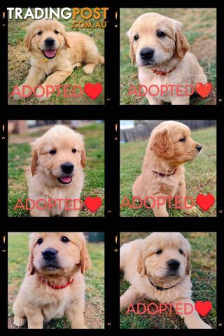 Pure Bred Golden Retriever Puppies - 1 Boy / 2 Girls ONLY available!