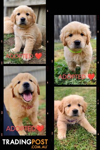 Pure Bred Golden Retriever Puppies - 1 Boy / 2 Girls ONLY available!