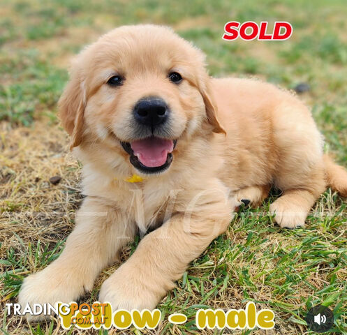 Pure Bred Golden Retriever Puppies (50 Shades of GOLDEN!)