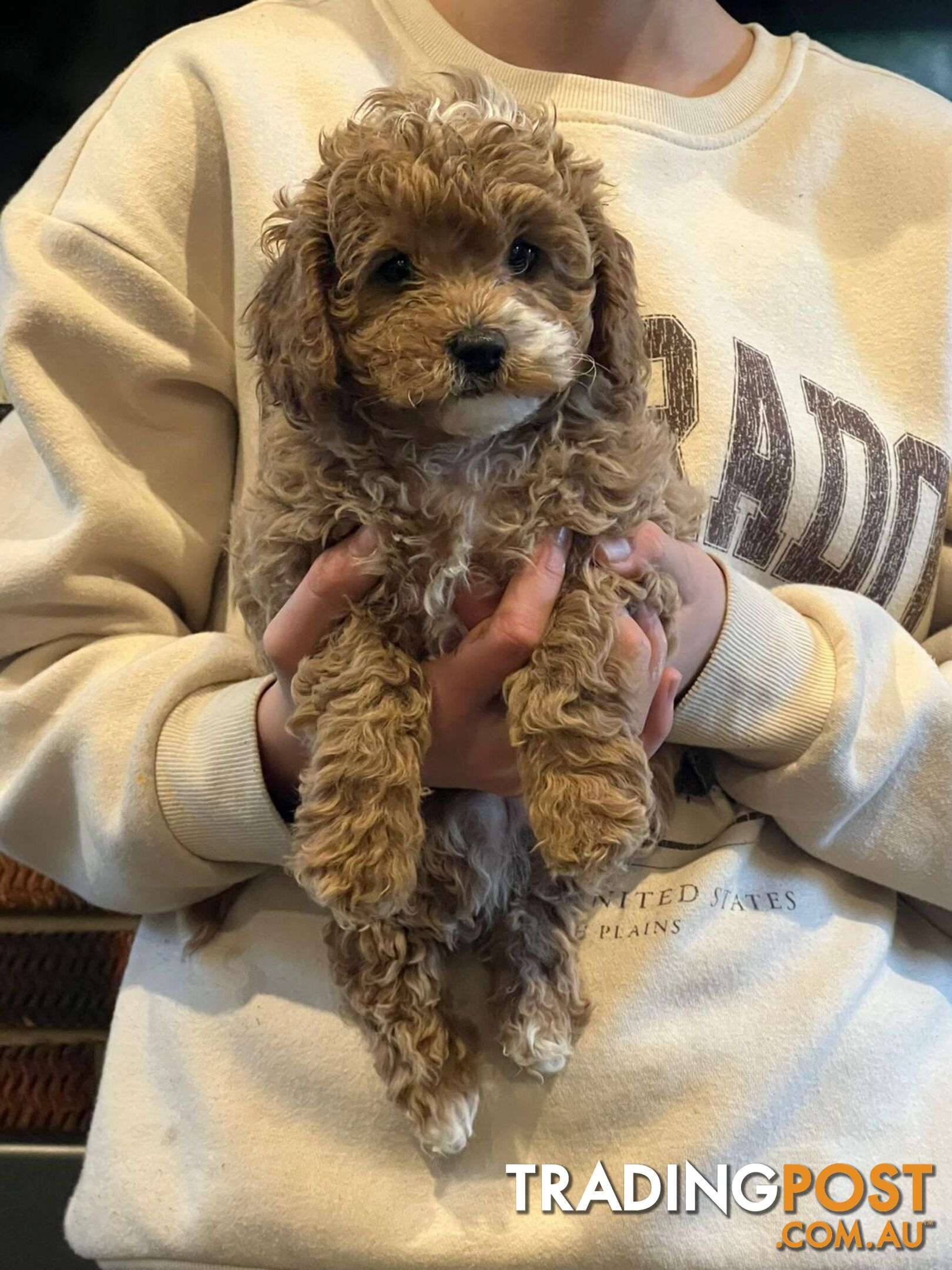 Cavoodle puppies ready for adoption after the 14th of July
