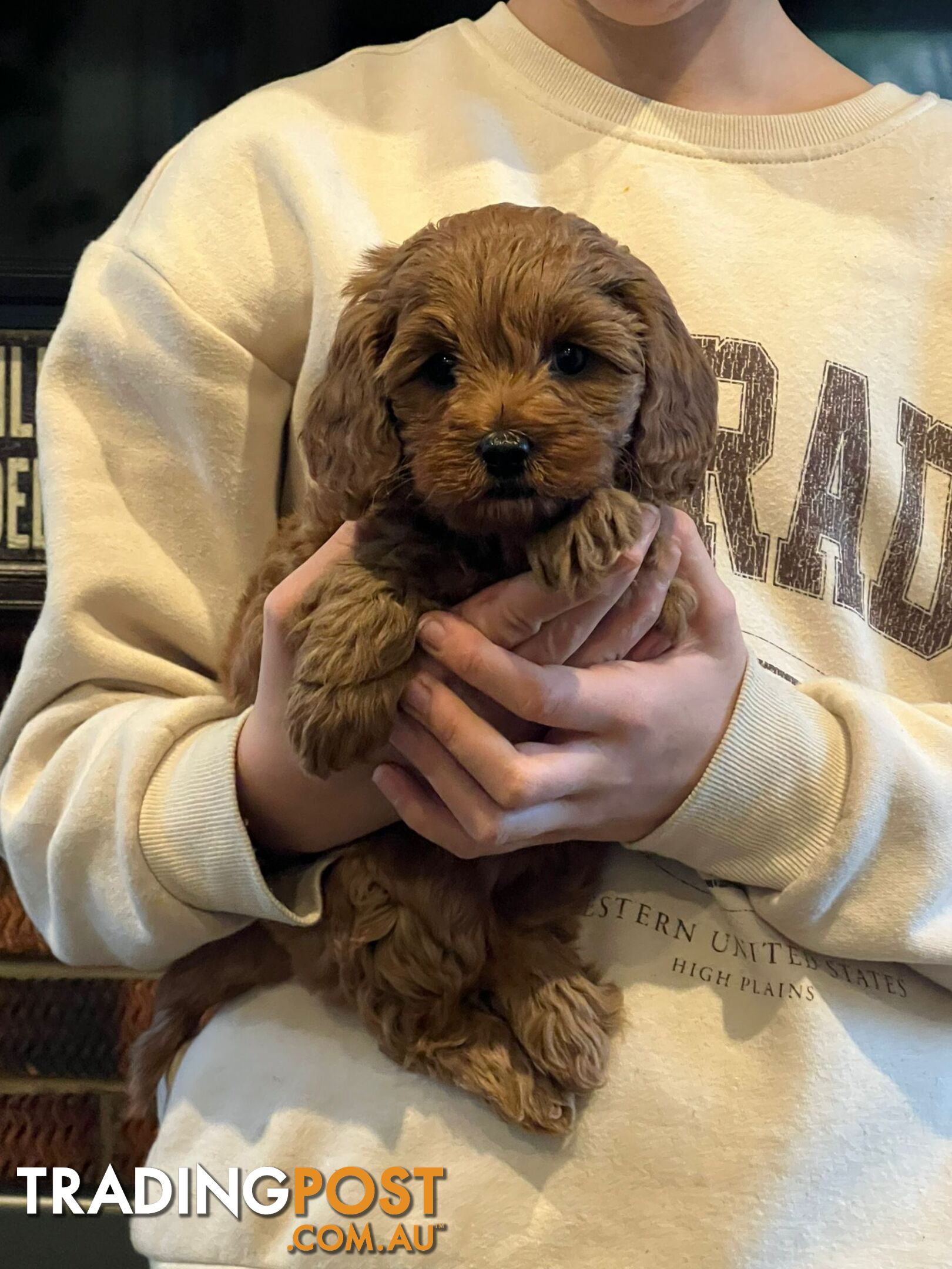 Cavoodle puppies ready for adoption after the 14th of July