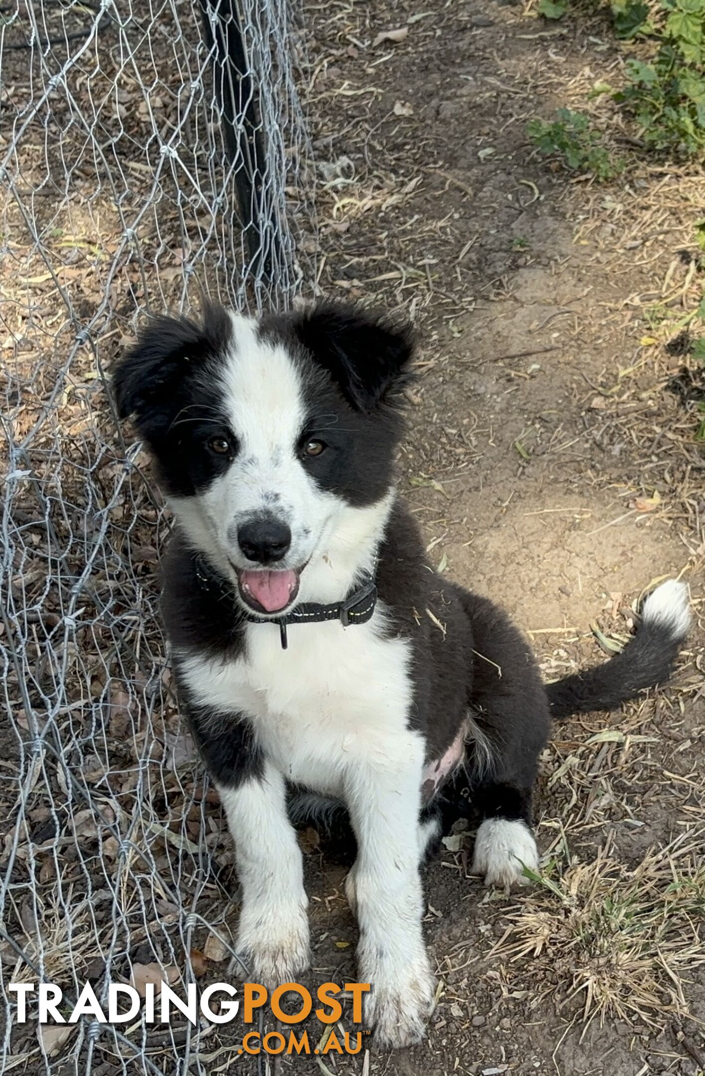 Border Collie Pups